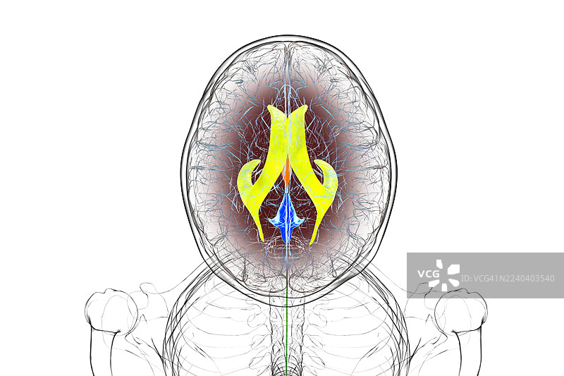 彩色脑室的人脑插画图片素材