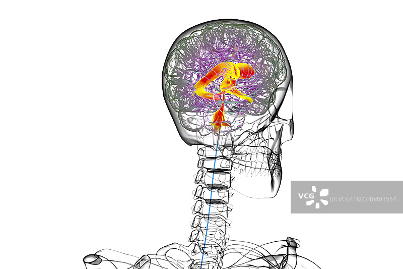 大脑的脑室系统，插画图片素材