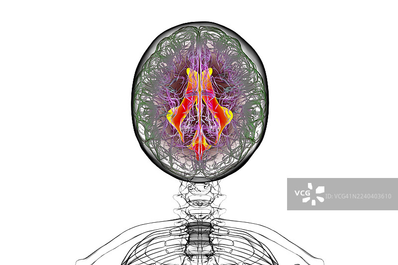 脑室系统，插画图片素材