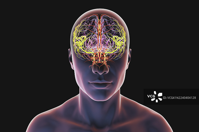 大脑中动脉，插画图片素材