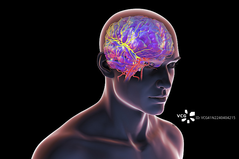 大脑中动脉，插画图片素材