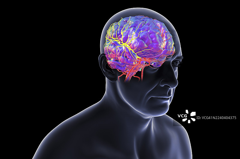 大脑中动脉，插画图片素材