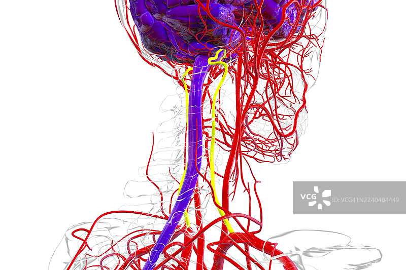 椎动脉，插画图片素材