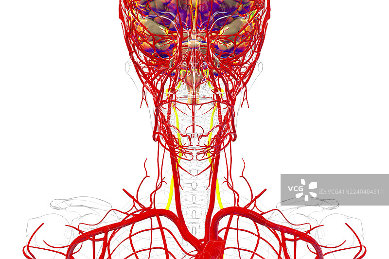 椎动脉，插画图片素材