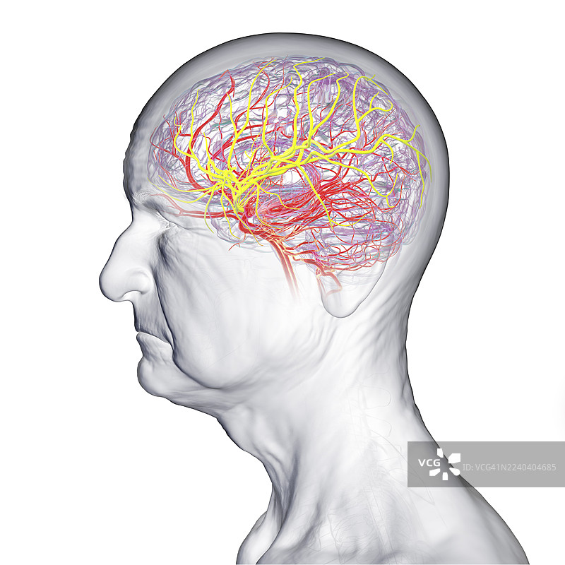 大脑中动脉，插画图片素材