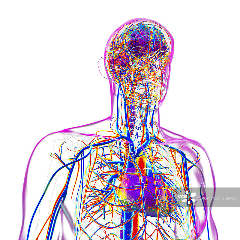 人体血管系统，插画图片素材