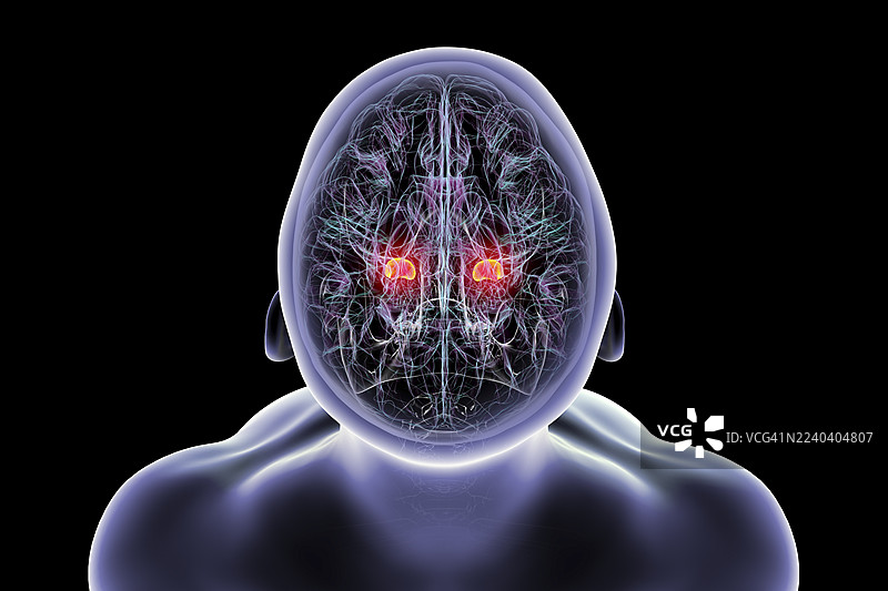 大脑解剖图，突出显示杏仁核图片素材