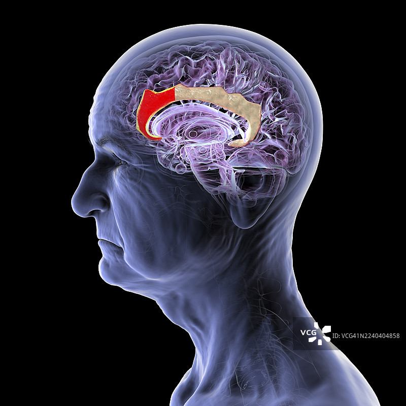 老年人大脑前扣带皮层插画图片素材