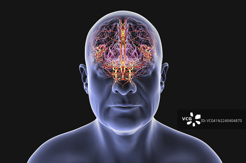 大脑动脉，插画图片素材