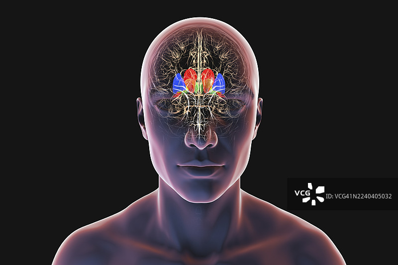 人脑基底神经节示意图图片素材