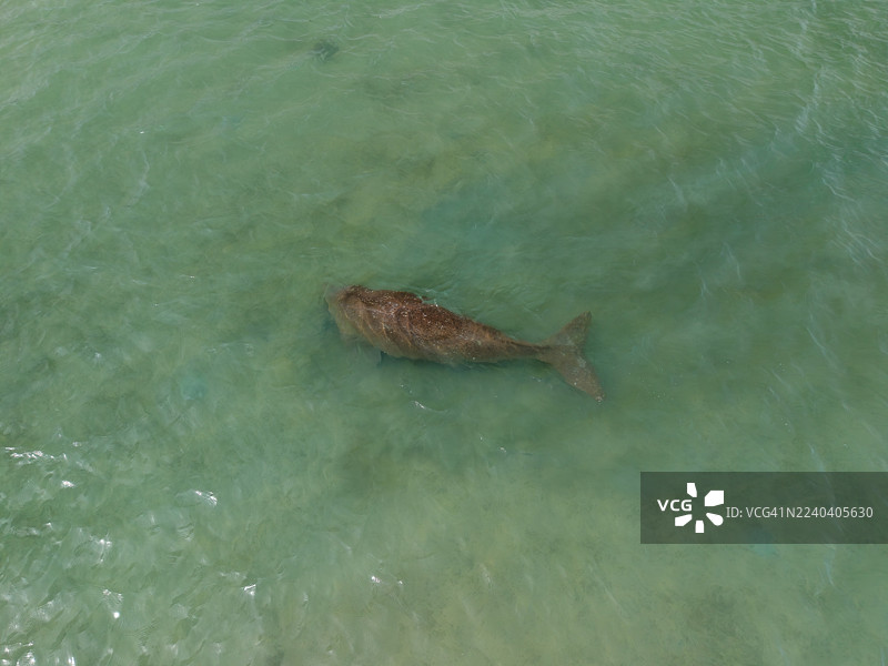浅绿色海水中海牛的鸟瞰图图片素材