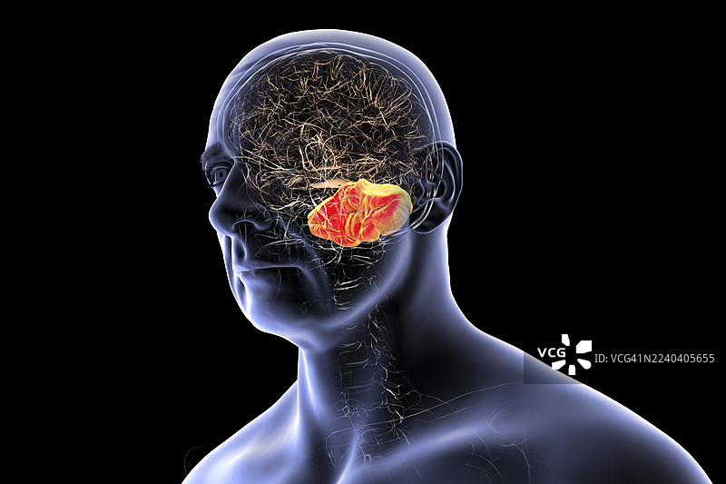突出显示小脑的人脑插画图片素材