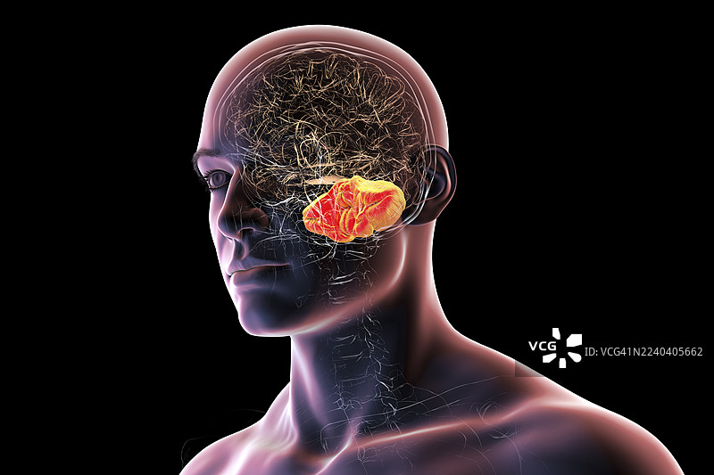 大象鼻子，插画图片素材