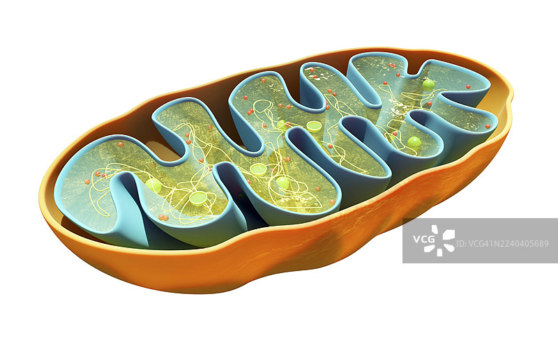 线粒体的横截面图片素材