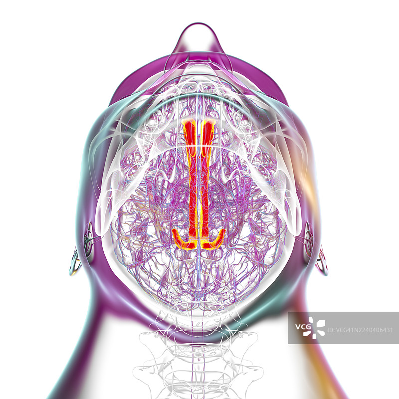 人脑图像，突出显示扣带回，插画图片素材