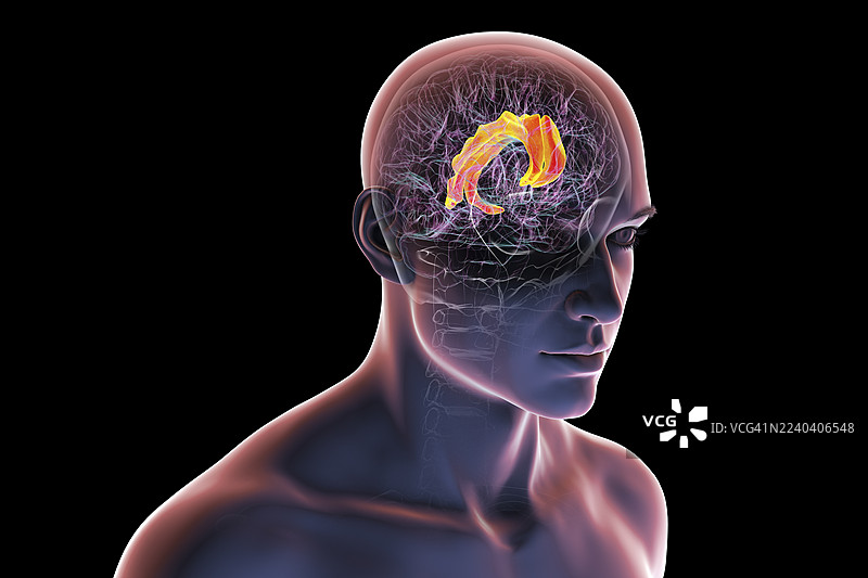 人脑图像，突出显示扣带回，插画图片素材
