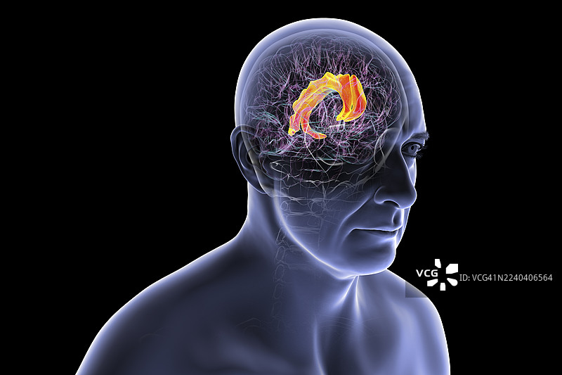 人脑图像，突出显示扣带回，插画图片素材