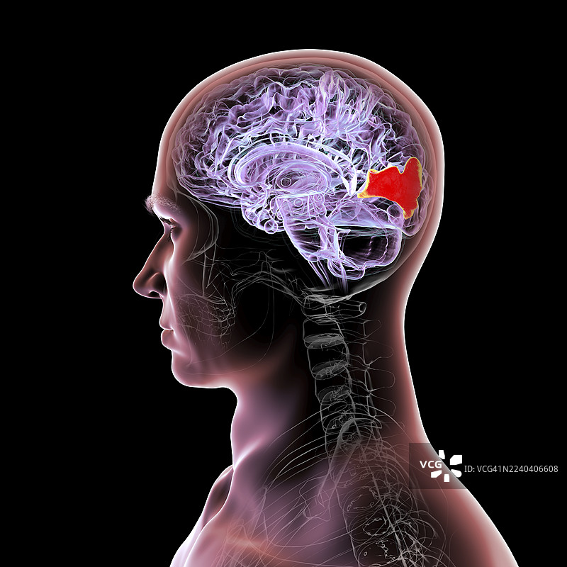 高亮显示楔叶的脑部插图图片素材