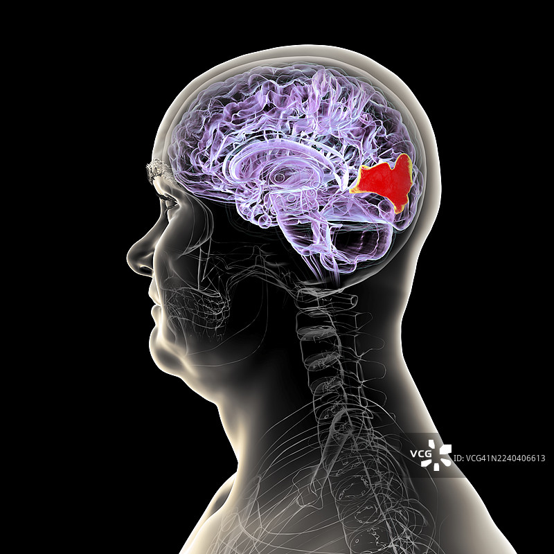 插画：大脑的楔叶脑回被高亮显示图片素材