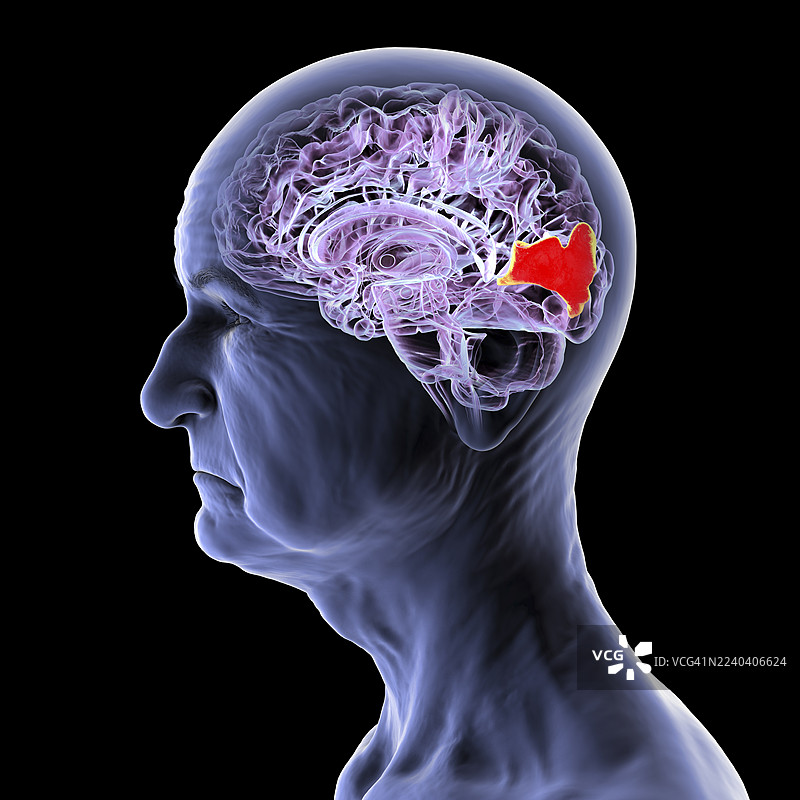 插画：大脑中高亮显示的楔叶回图片素材