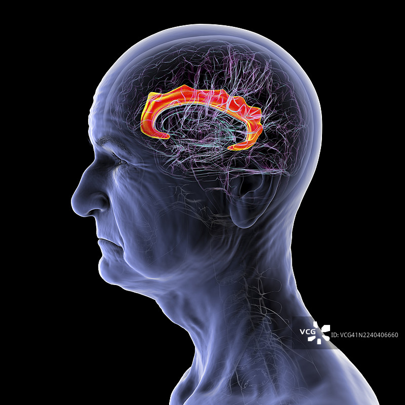 人体大脑，突出显示扣带回，插画图片素材