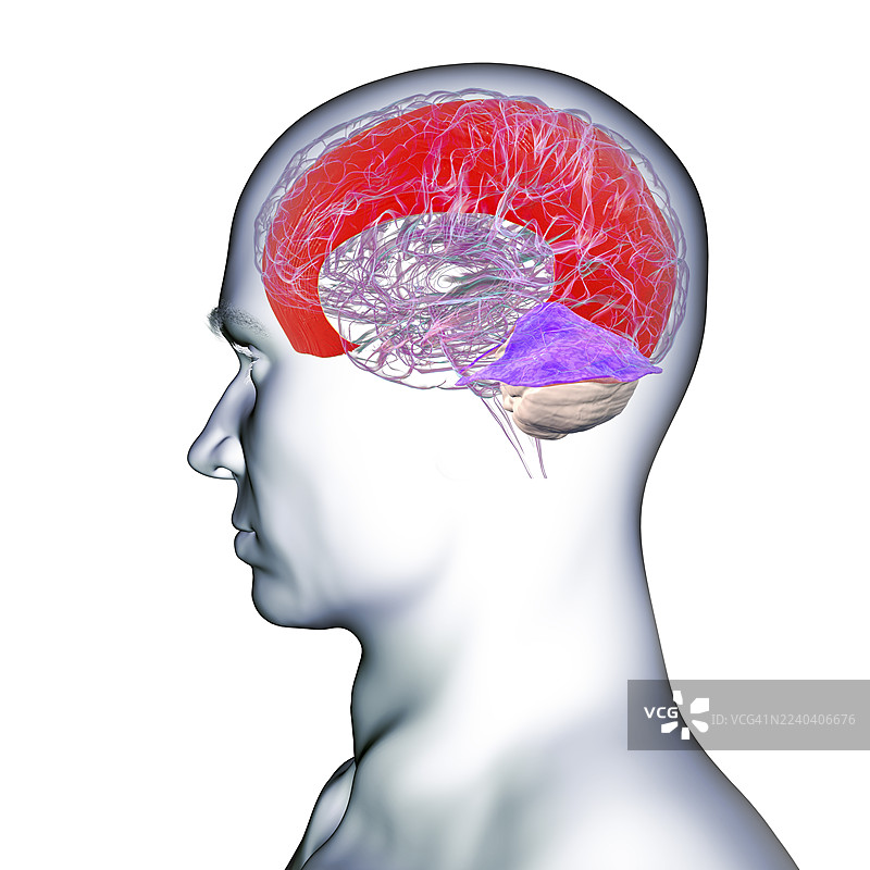 大脑镰和小脑 tentorium 的插图图片素材