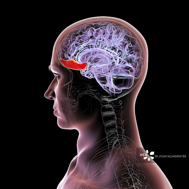突出显示直回的人脑，插画图片素材
