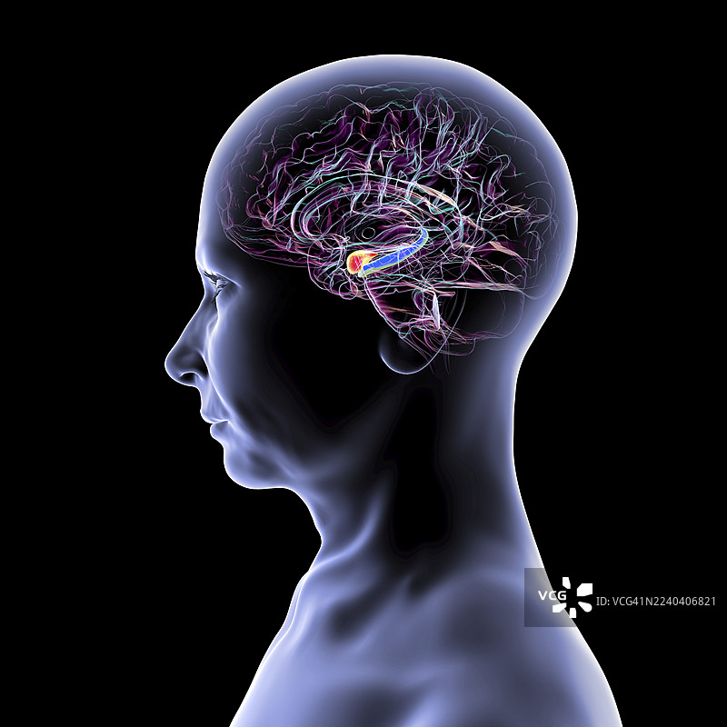 人脑中的杏仁核和海马体，插画图片素材