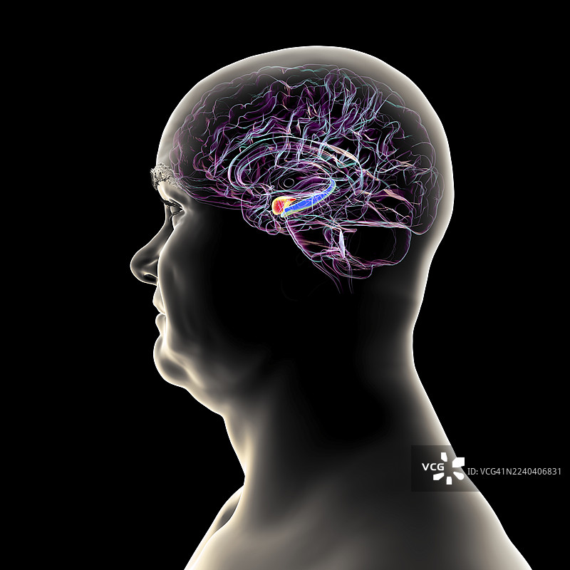 人脑中的杏仁核和海马体，插画图片素材