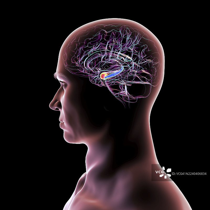 人类大脑中的杏仁核和海马体，插画图片素材