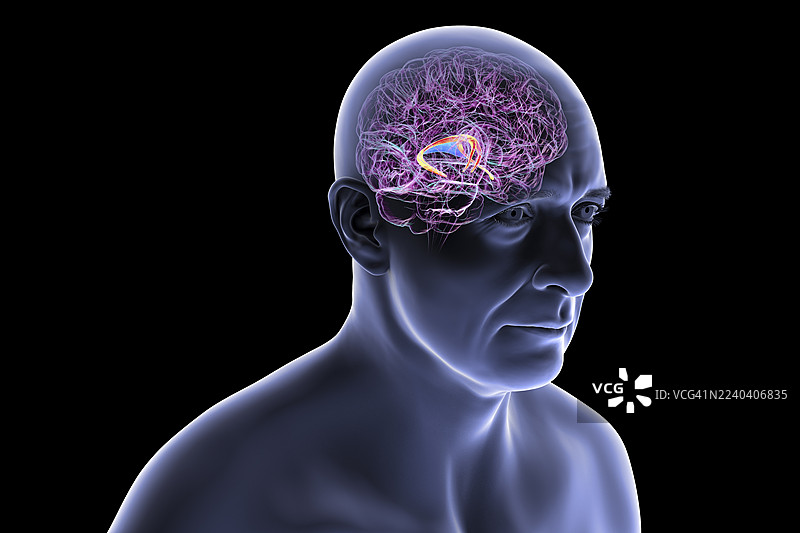 大脑穹窿，插画图片素材