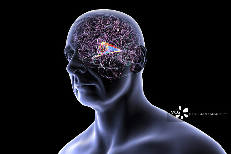 脑穹窿，插画图片素材