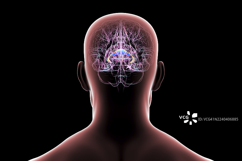脑弓，插画图片素材