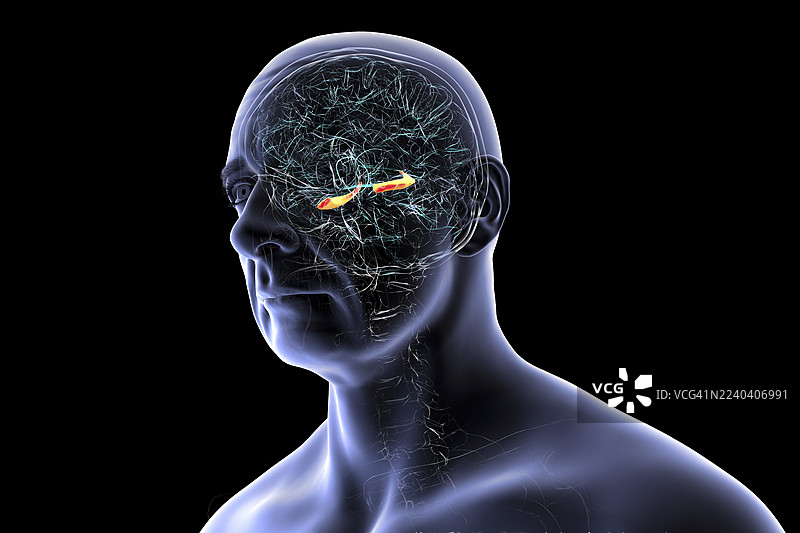 海马体在大脑中的插画图片素材