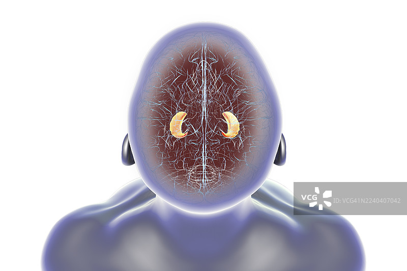 人脑海马体，插画图片素材