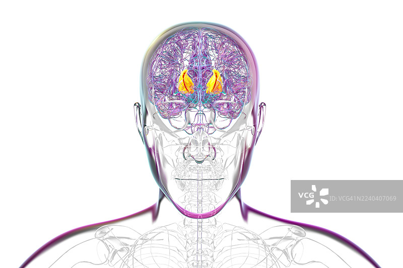 人脑内囊插图图片素材