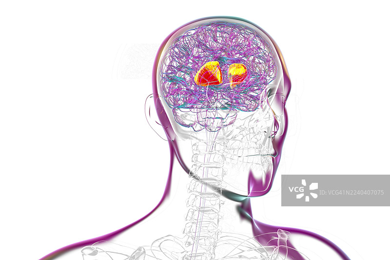 大脑内囊插画图片素材