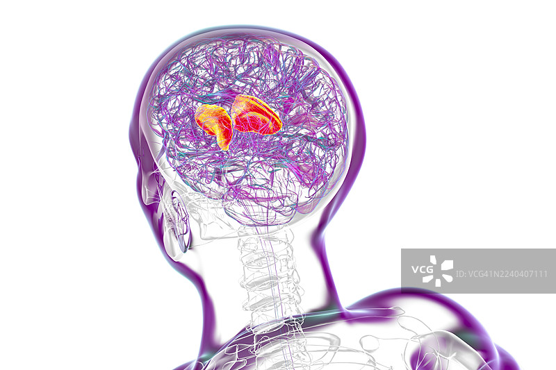 人脑内囊插画图片素材
