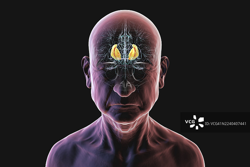 人脑内囊插画图片素材