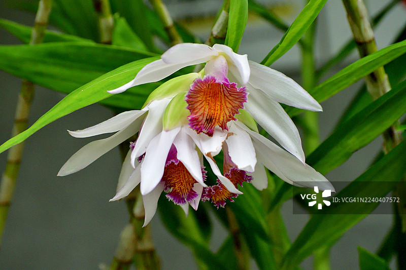 Thunia Veitchiana：Thu. Bensoniae x Thu. Marshalliana 的兰花杂交种图片素材