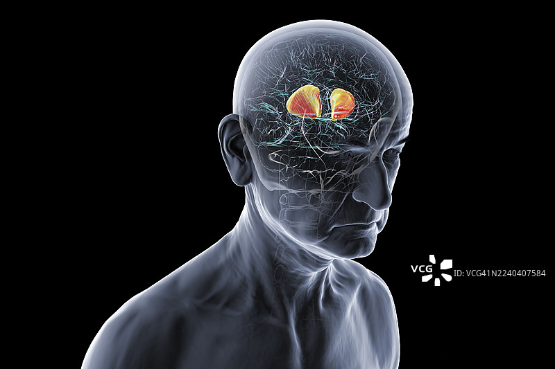 人脑内囊插画图片素材