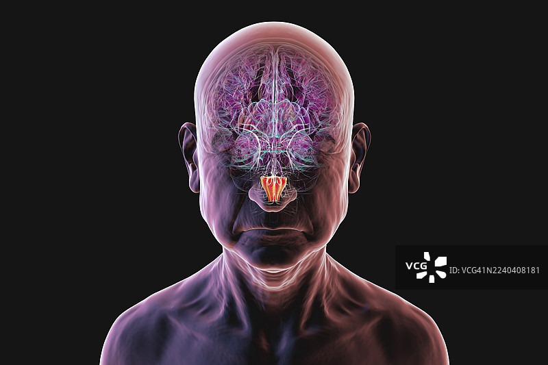 人脑延髓高亮显示，插画图片素材