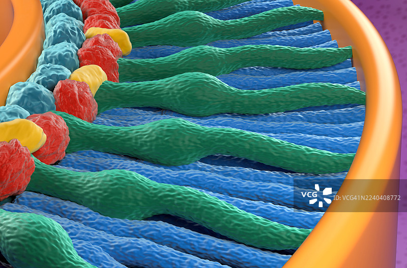 视网膜中的视杆细胞和视锥细胞，插画图片素材