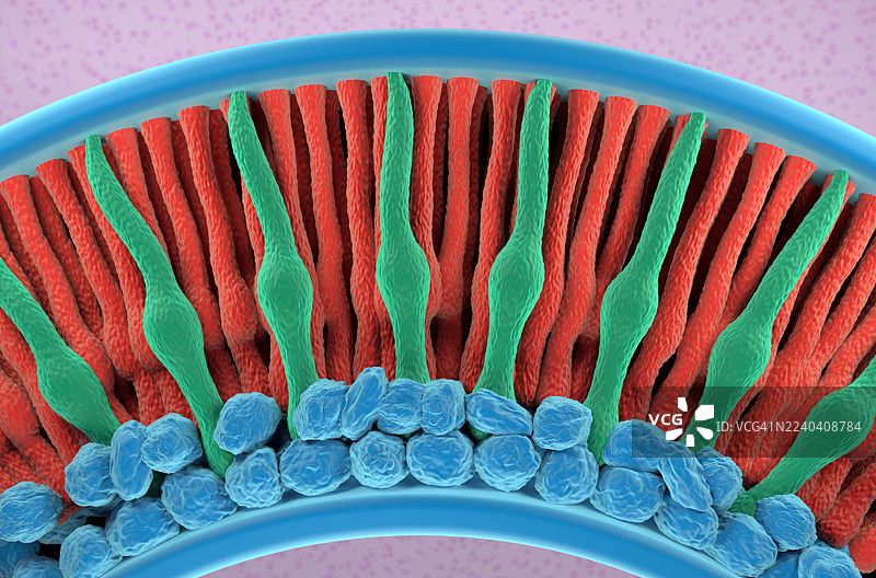 视网膜中的视杆细胞和视锥细胞，插画图片素材