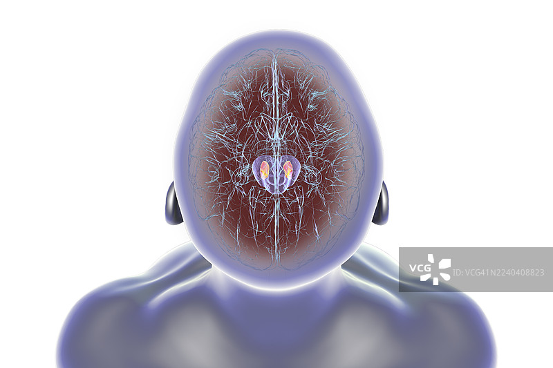 高亮显示了黑质的人脑插画图片素材