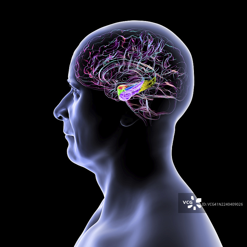 杏仁核、海马体和皮质区域，插画图片素材