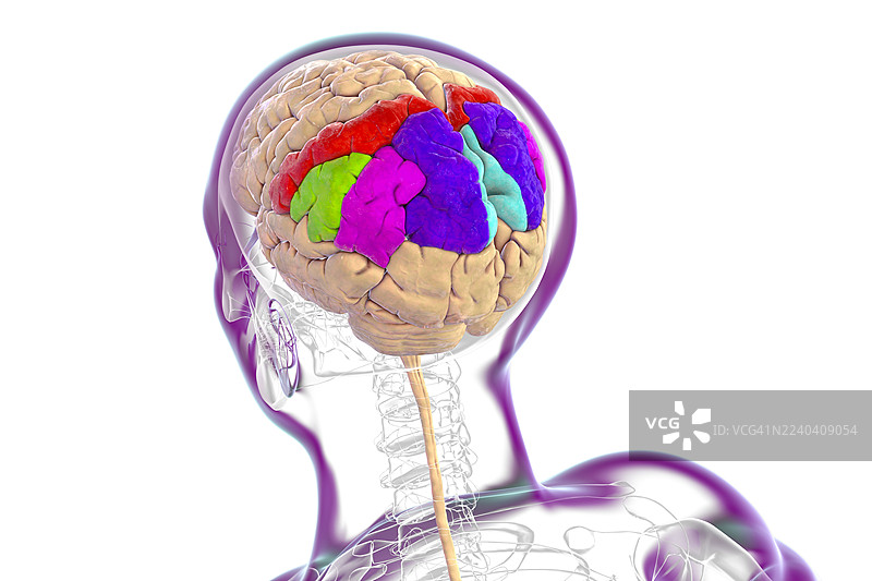 大脑顶叶脑回，插画图片素材