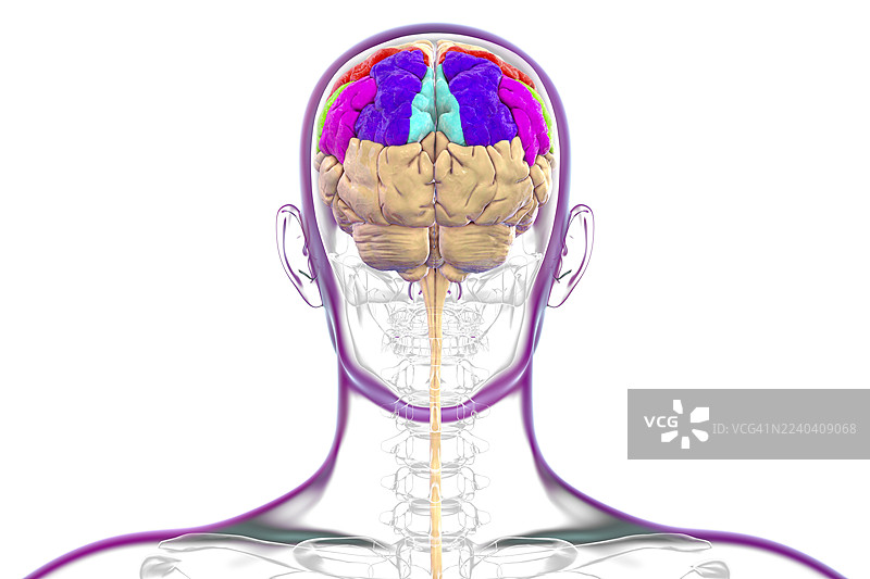 大脑顶叶脑回，插画图片素材