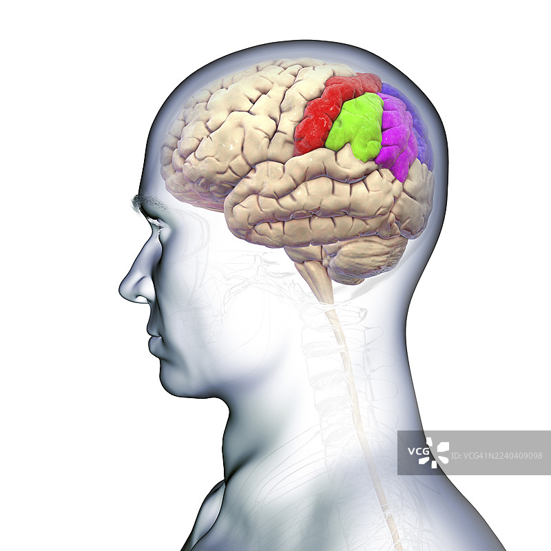 大脑顶叶脑回，插画图片素材