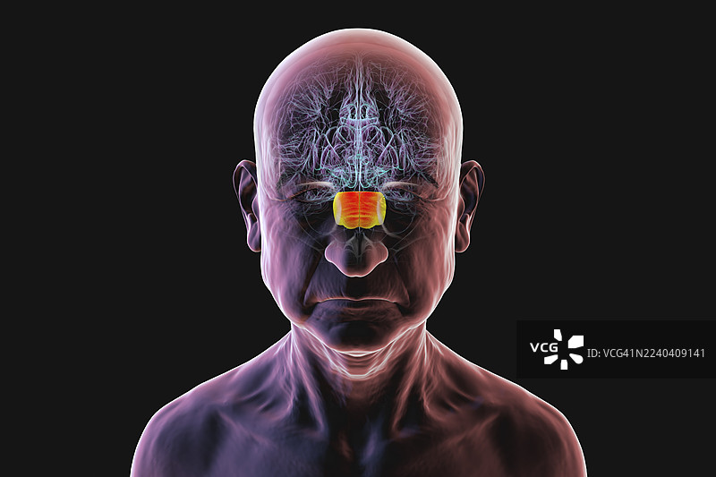 大脑中突出显示脑桥的插画图片素材